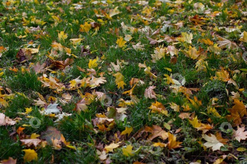 Скачать Опавшие осенние кленовые листья на траве, избирательный фокус фотосток Ozero