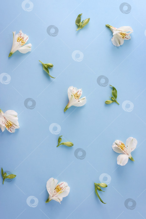 Скачать Цветочный узор из белых цветов на голубом фоне фотосток Ozero
