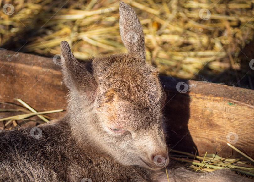 Скачать Козленок. Крупным планом мордочка маленькой красивой козочки. Серо-коричневый новорожденный козленок лежит в крытом загоне на сене. Выращивание домашних сельскохозяйственных животных фотосток Ozero