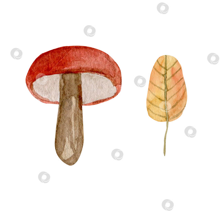Скачать Акварельный набор грибов и листьев, нарисованная от руки изолированная иллюстрация лесного растения на белом фоне. Осенняя композиция "Лесной гриб" для упаковки фотосток Ozero