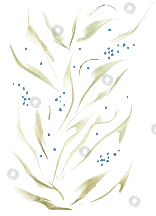 Скачать Легкая изящная акварельная ветка болотного растения с длинными тонкими листьями и гроздьями голубых ягод. Флористическая иллюстрация в пастельных естественных тонах. Милый стиль кантри для изящного дизайна коттеджа. фотосток Ozero