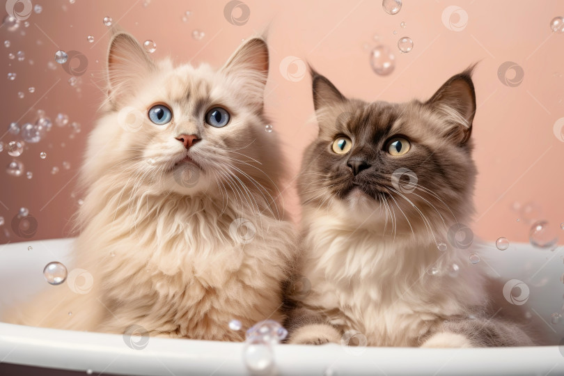 Скачать Портрет милых кошек в розовой ванне с летающими мыльными пузырями. Иллюстрация генеративного искусственного интеллекта фотосток Ozero
