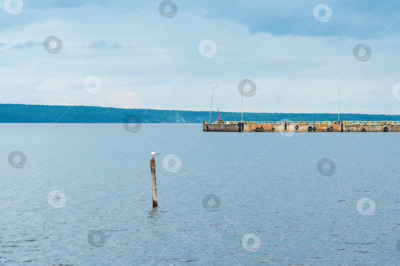 Скачать водный пейзаж Онежского озера с грузовым причалом и чайкой, сидящей на сваях в дождливый день фотосток Ozero