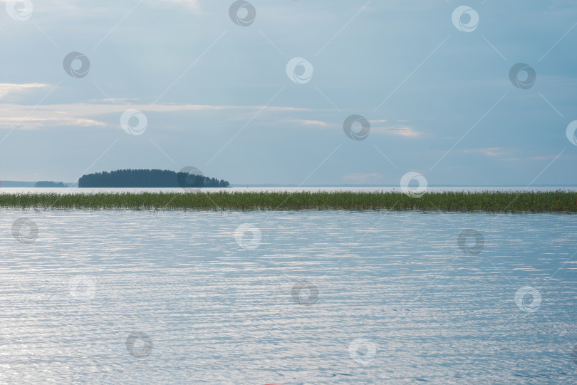 Скачать естественный водный пейзаж, обширное мелководное озеро с заросшими тростником берегами в дождливый день фотосток Ozero