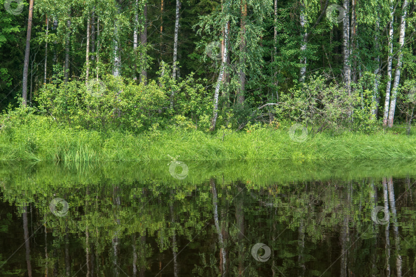 Скачать природный ландшафт, поросший травой берег лесной реки, вид с воды в солнечный день фотосток Ozero