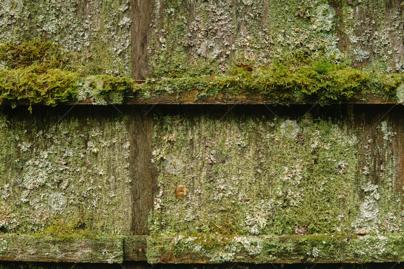 Скачать стена старого деревянного сарая, покрытая плесенью, мхом и лишайниками фотосток Ozero