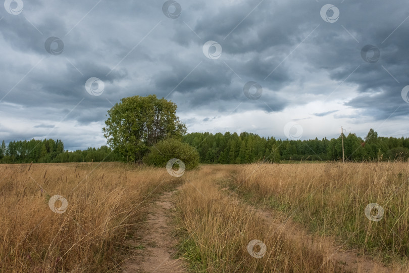 Скачать Дорога в поле заросшем травой фотосток Ozero