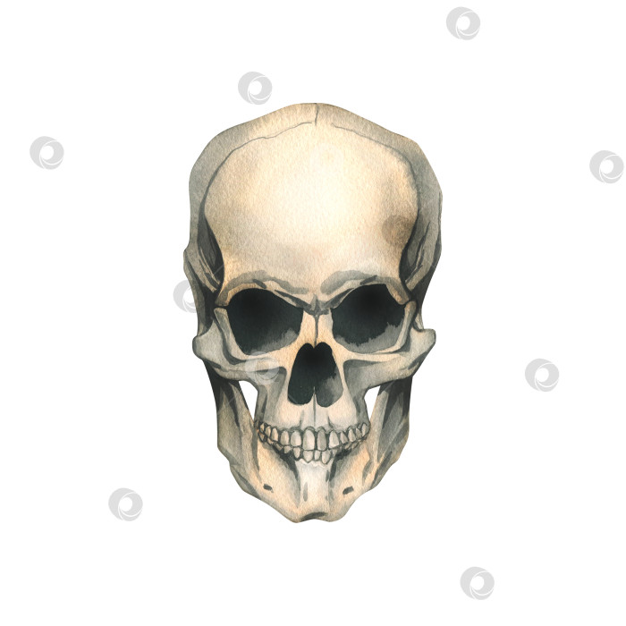 Скачать Человеческий череп анфас, реалистично злой, ужасный, жутковатый. Нарисованная от руки акварельная иллюстрация ко дню мертвых, Хэллоуину, Диа-де-лос-муэртос. Изолированный объект на белом фоне. фотосток Ozero