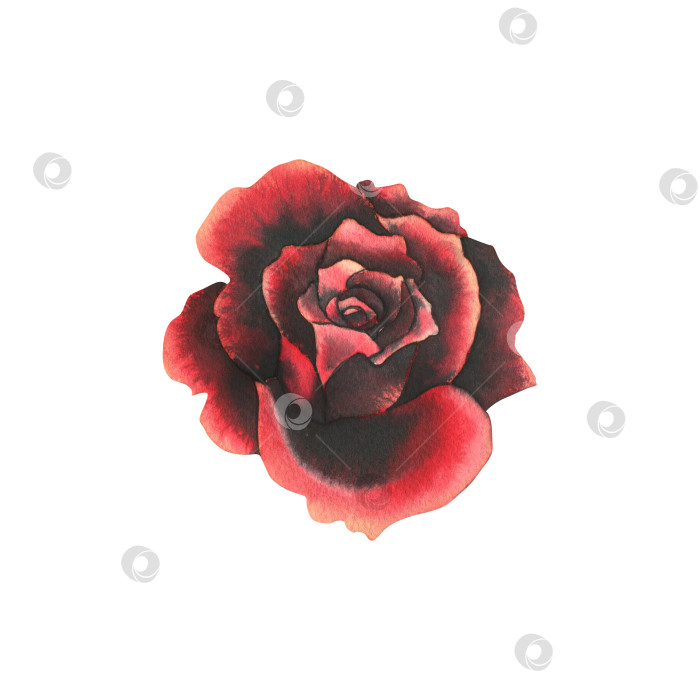 Скачать Цветок из красных и черных роз. Нарисованная от руки акварельная иллюстрация ко дню мертвых, Хэллоуину, Диа-де-лос-муэртос. Изолированный объект на белом фоне. фотосток Ozero