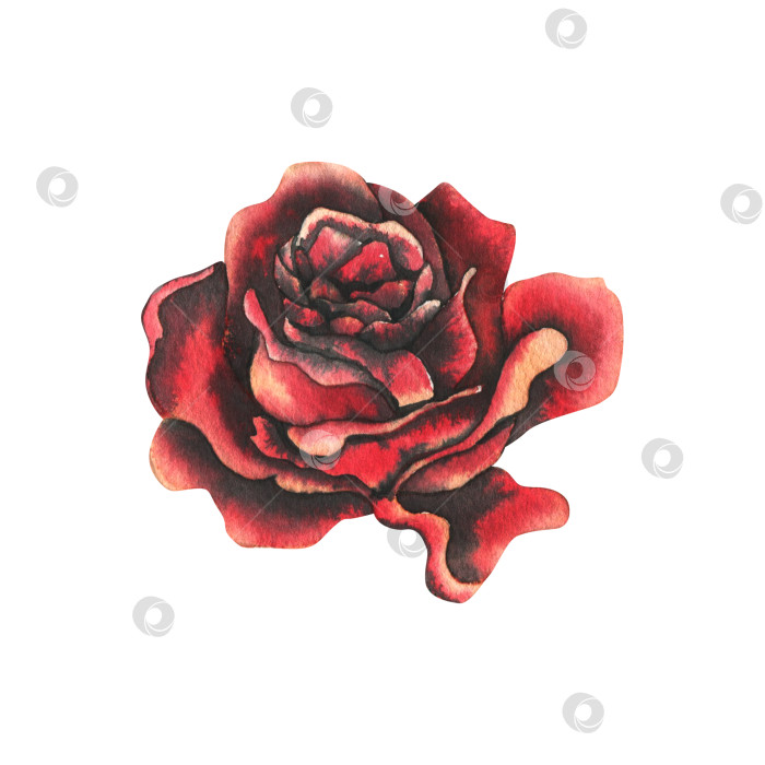 Скачать Цветок из красных и черных роз. Нарисованная от руки акварельная иллюстрация ко дню мертвых, Хэллоуину, Диа-де-лос-муэртос. Изолированный объект на белом фоне. фотосток Ozero