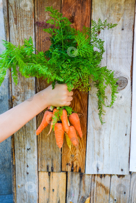 Скачать Пучок сорванной моркови в его руке на деревенском фоне. фотосток Ozero