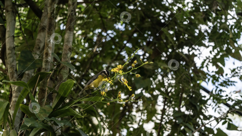 Скачать Маленькая тропическая птичка coereba flaveola фотосток Ozero