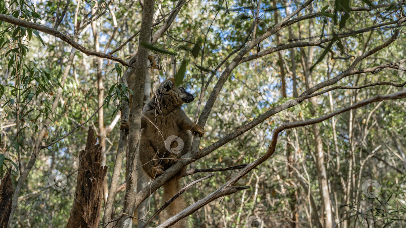 Скачать Пушистый обыкновенный коричневый лемур Eulemur albifrons фотосток Ozero