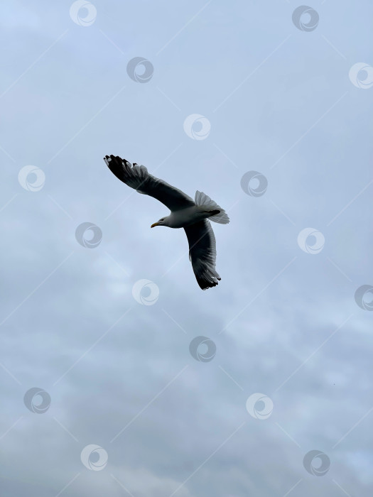 Скачать Чайка, летящая в небе над озером Байкал фотосток Ozero