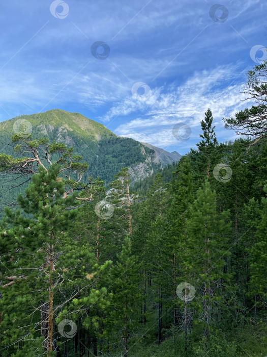 Скачать Кедр, растущий в долине Саянских гор. Бурятия. Россия. фотосток Ozero