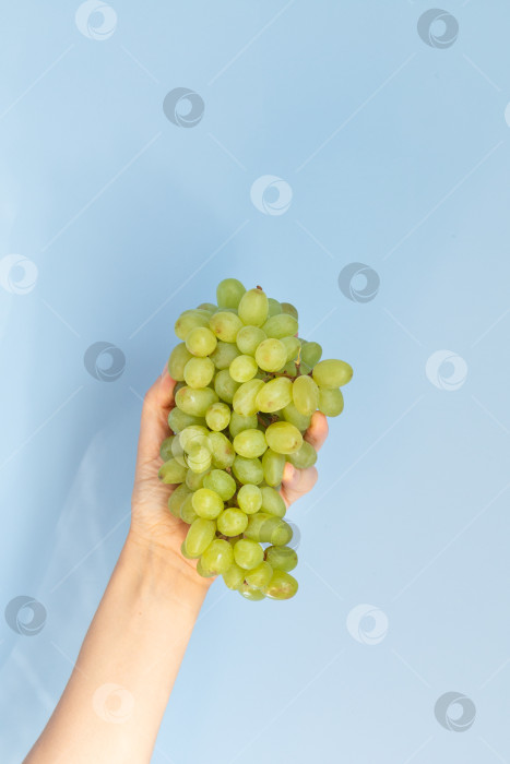 Скачать Рука, держащая зеленую виноградину на синем фоне фотосток Ozero