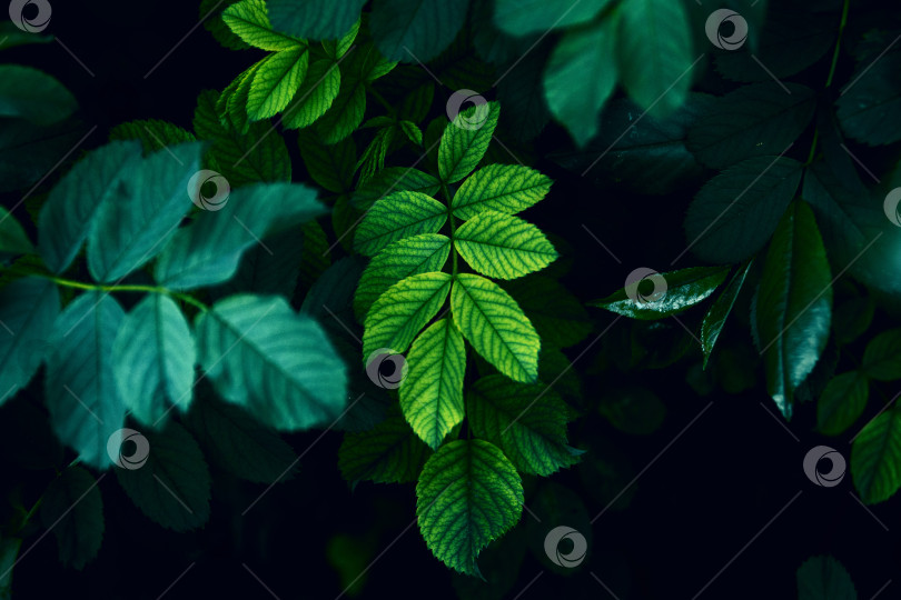 Скачать фон из крошечных зеленых листьев, пустое место для текста фотосток Ozero