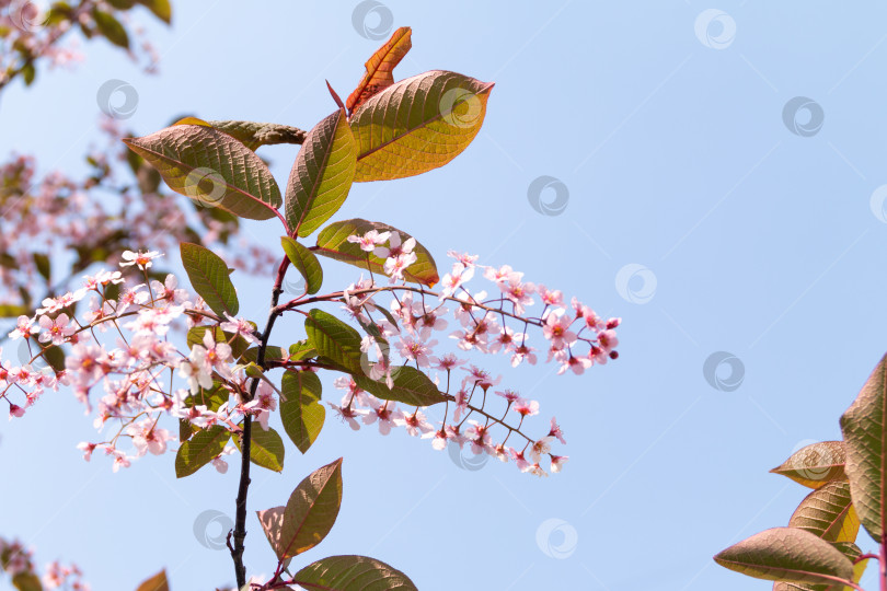 Скачать Фон цветущего дерева, фотография природы фотосток Ozero