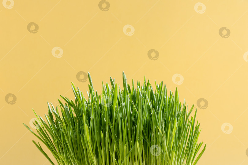 Скачать специальная трава для домашних питомцев, здоровая травяная диета фотосток Ozero