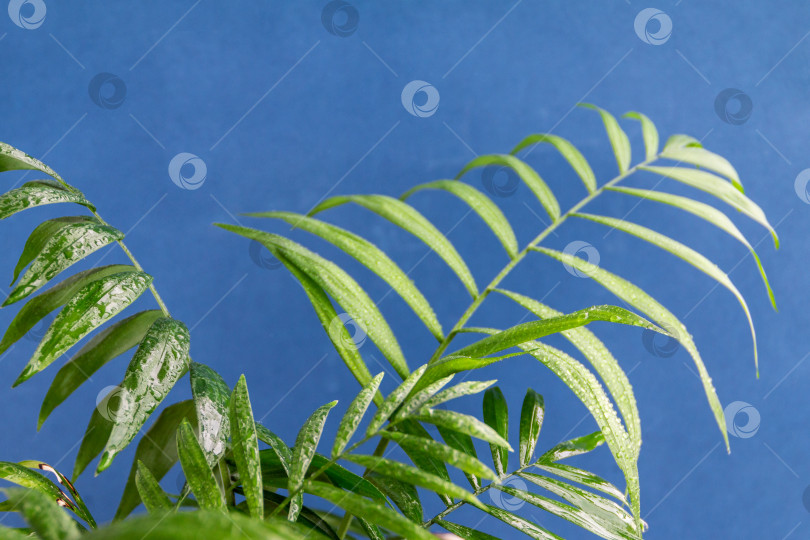 Скачать пальмовые листья на синем фоне, пустое место для текста фотосток Ozero
