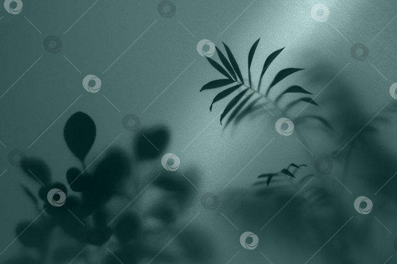 Скачать эффект тумана из размытых силуэтов пальмовых листьев за матовым стеклом с подсветкой фотосток Ozero