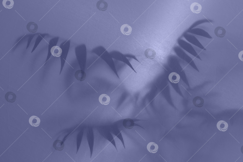 Скачать эффект тумана из размытых силуэтов пальмовых листьев за матовым стеклом с подсветкой фотосток Ozero