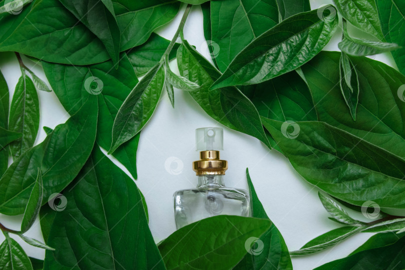 Скачать Стеклянный прозрачный флакон духов с распылителем на белом фоне с зелеными листьями крупным планом, женские аксессуары фотосток Ozero