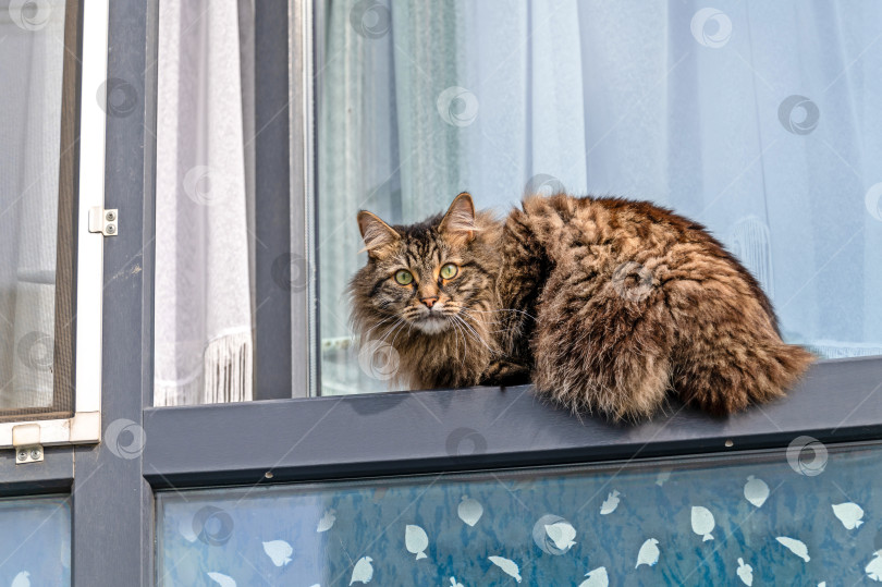 Скачать Кошка лежит на раме окна фотосток Ozero