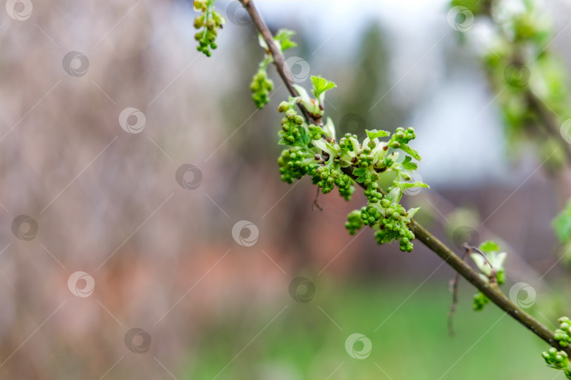 Скачать Ветка смородины. фотосток Ozero