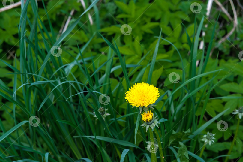 Скачать Одуванчик в траве. фотосток Ozero