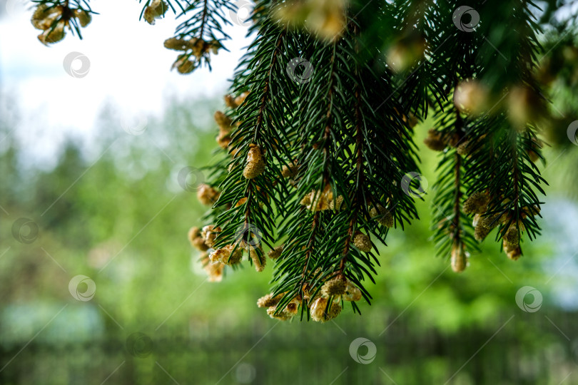 Скачать Весеннее цветение ели. фотосток Ozero