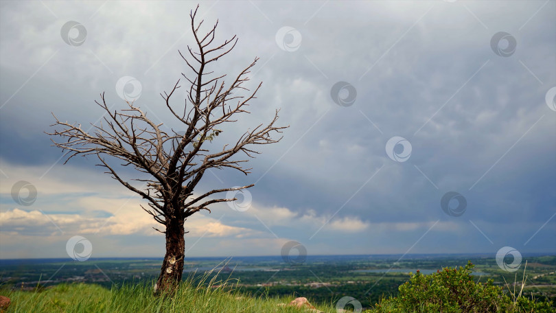 Скачать Засохшее дерево. фотосток Ozero