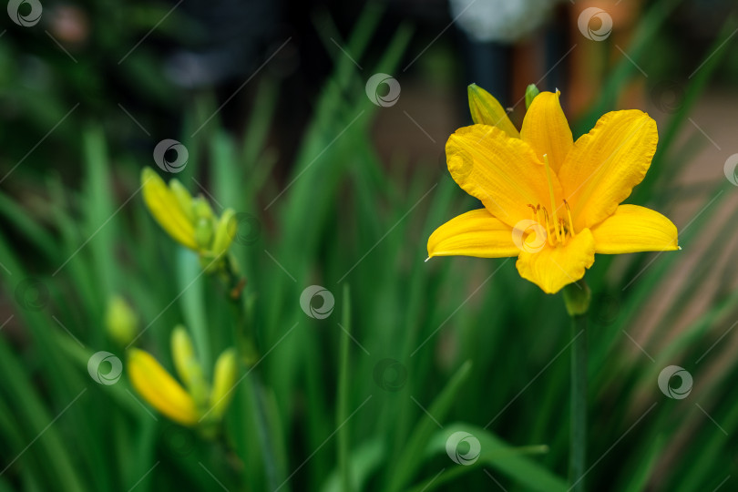 Скачать Распускающийся желтый цветок лилейника. фотосток Ozero