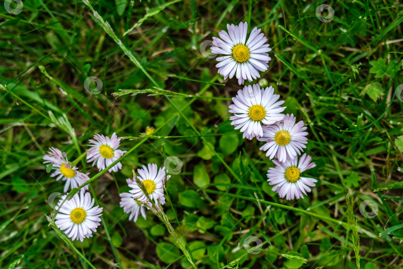 Скачать В траве цветут маргаритки. фотосток Ozero