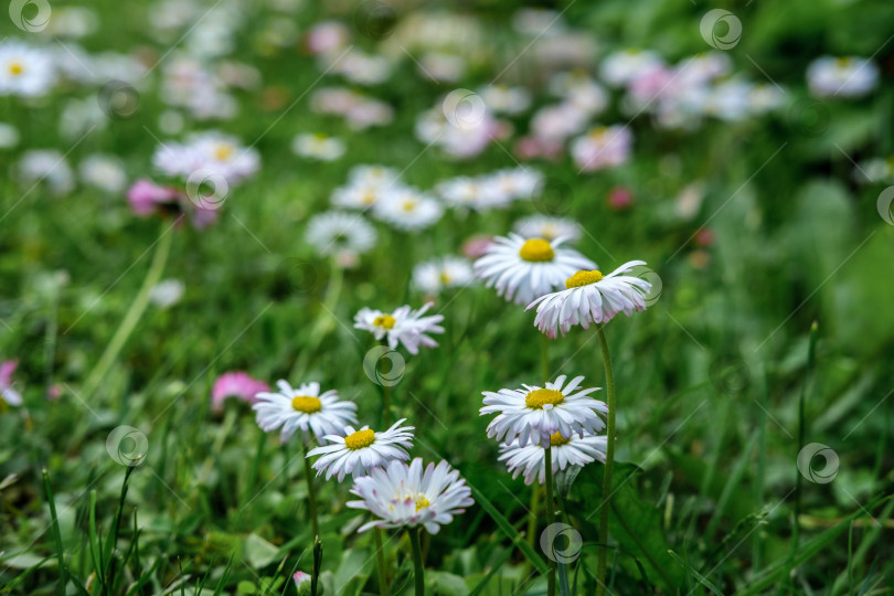 Скачать Маленькие цветочки маргаритки крупным планом. фотосток Ozero