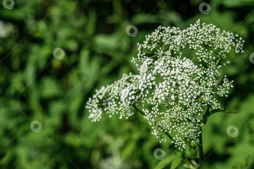 Скачать Растение с маленькими белыми цветками. фотосток Ozero