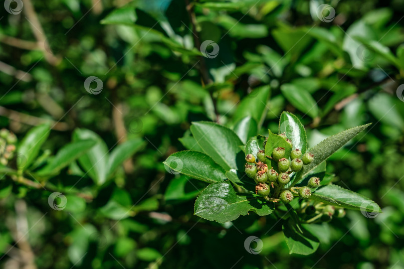 Скачать Зеленые ягоды черной рябины. фотосток Ozero