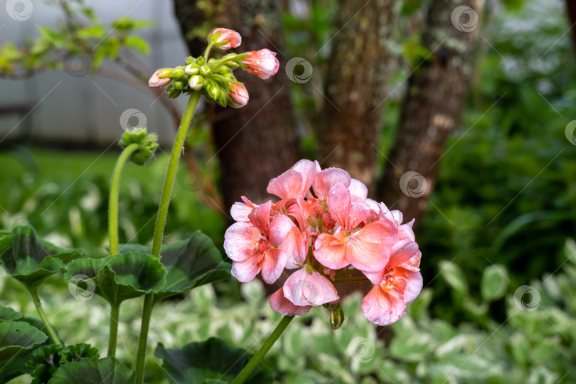 Скачать В саду цветет герань. фотосток Ozero