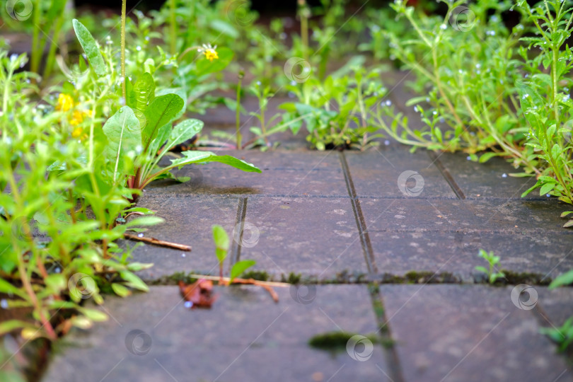 Скачать Трава между тротуарными плитами. фотосток Ozero