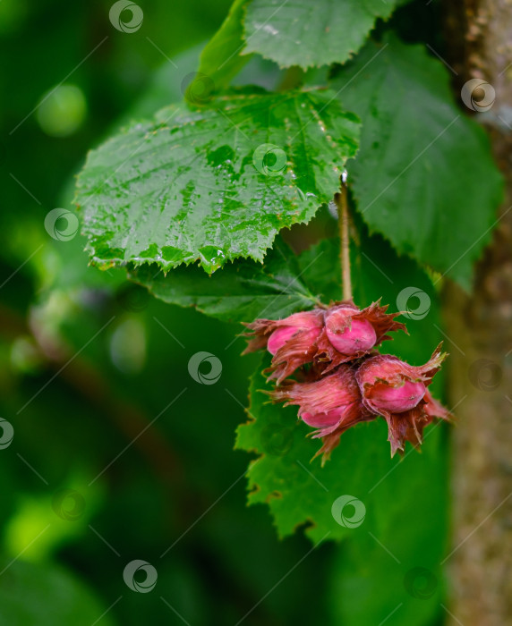 Скачать Плоды красного лесного ореха. фотосток Ozero