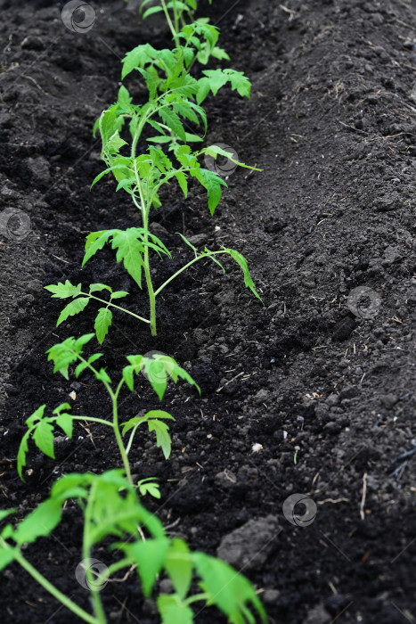 Скачать вручную закладывается основа под зеленые помидоры - концепция ухода за растениями и выращивания органических продуктов. фотосток Ozero