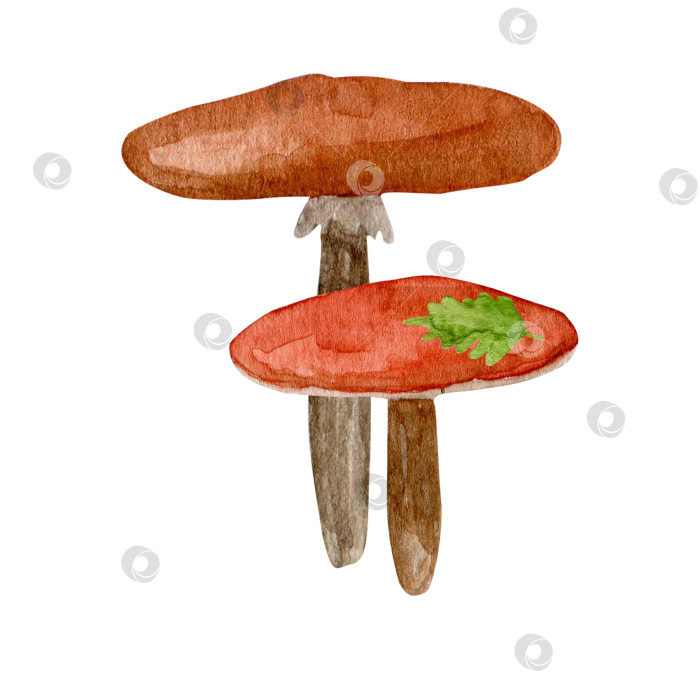Скачать Набор акварельных грибов с дубовым листом, нарисованная от руки иллюстрация лесного растения, изолированного на белом фоне. Вегетарианская пища для оформления упаковки фотосток Ozero