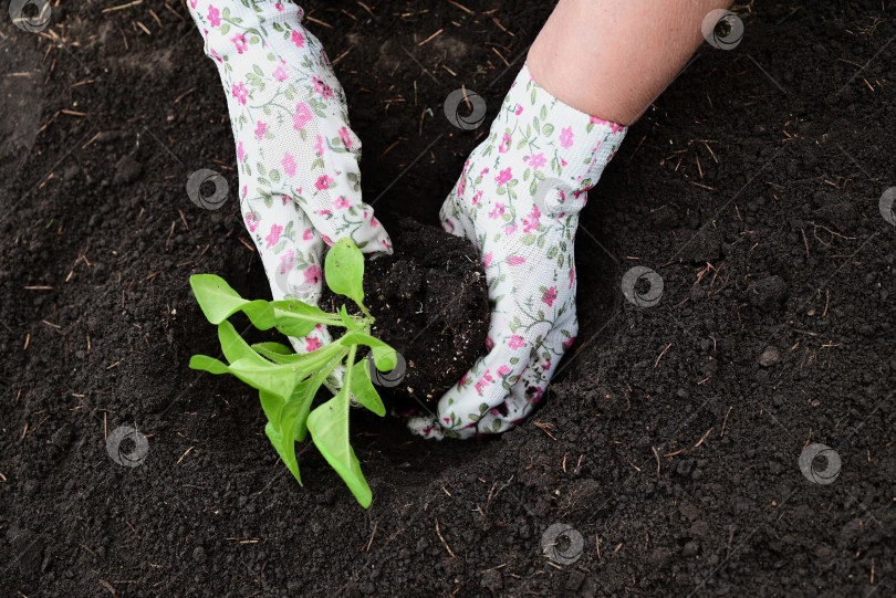 Скачать ручная посадка петунии воплощает концепцию ухода за растениями и выращивания органических продуктов. фотосток Ozero