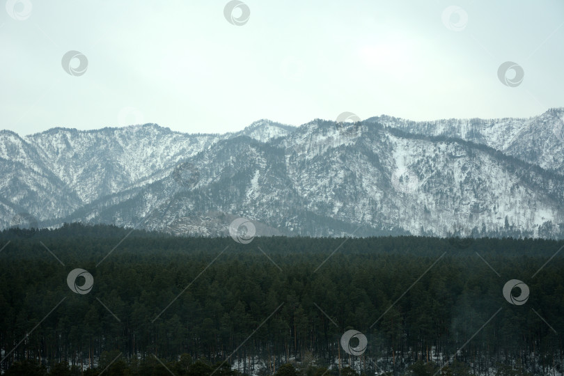 Скачать Огромный и густой хвойный лес у подножия высокой заснеженной горы в пасмурный зимний день. фотосток Ozero