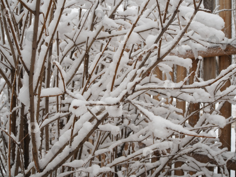 Скачать Ветви , занесенные снегом. фотосток Ozero