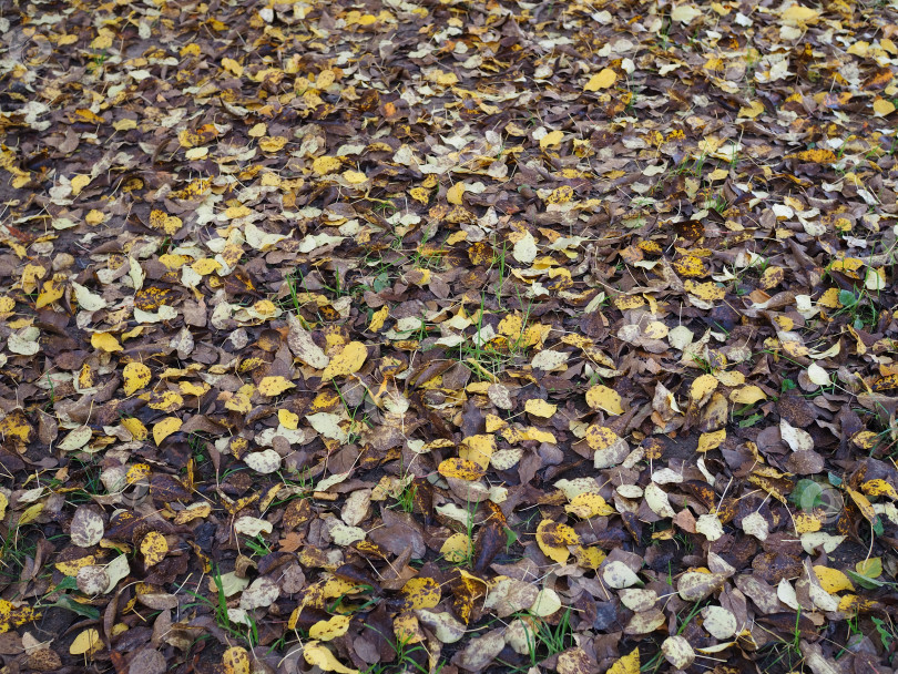 Скачать Опавшие осенние  листья . фотосток Ozero