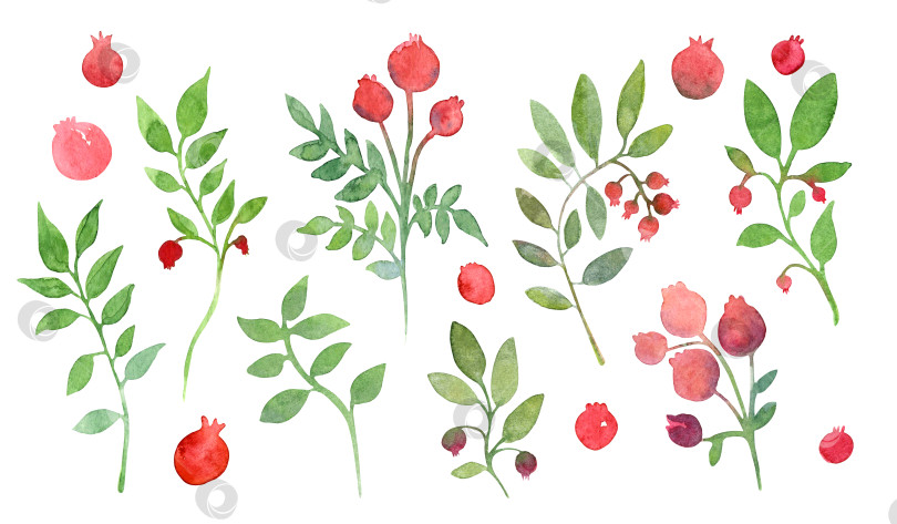Скачать Набор изолированных элементов, нарисованных акварелью от руки на белом фоне. Красные ягоды и зеленые листья. фотосток Ozero