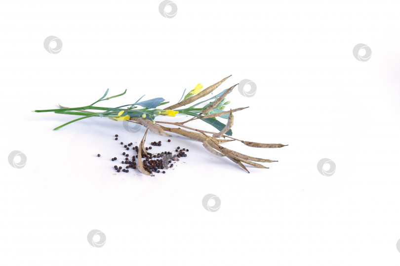 Скачать Цветки, стручки и семена капусты фотосток Ozero