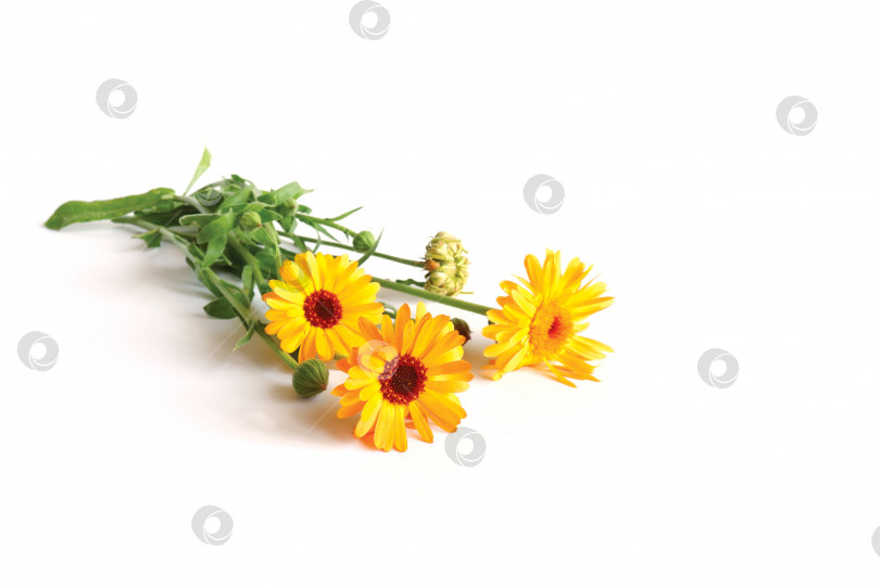 Скачать Цветущая календула с бутонами и семенами фотосток Ozero