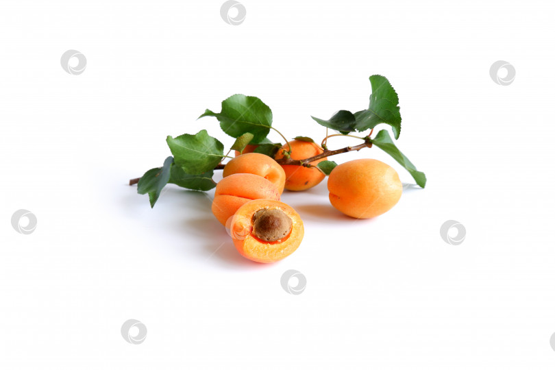 Скачать Веточка с листьями и спелыми плодами абрикоса крупным планом. фотосток Ozero